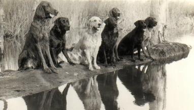 Some of the early dogs in the field